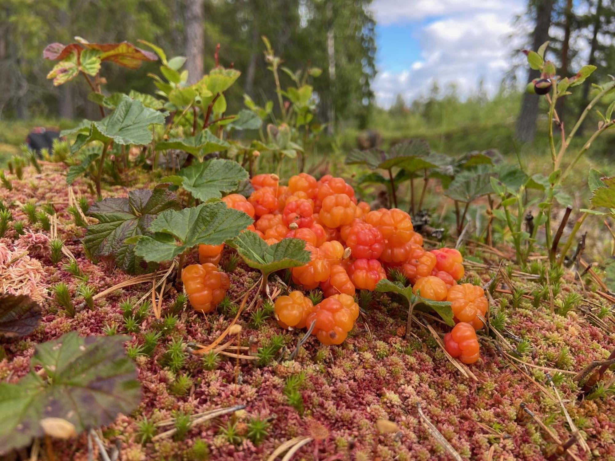 Vildmarksgard Lillviken Strömsund Buitenkant foto